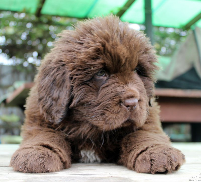 Фото: ньюфаундленд Браунблад МСК Альпина Гуардиан Соул (Brownblood MSK Alpina Guardian Soul)