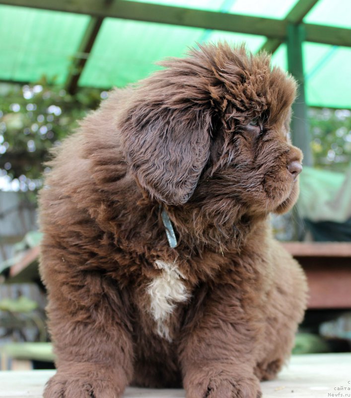 Фото: ньюфаундленд Браунблад МСК Альпина Гуардиан Соул (Brownblood MSK Alpina Guardian Soul)