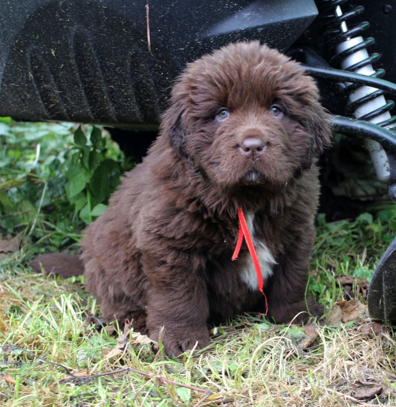 Фото: ньюфаундленд Браунблад МСК Ауди Рэд Лэсс (Brownblood MSK Audi Red Less)