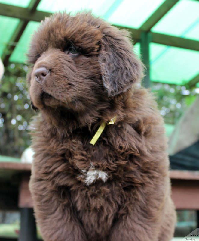 Фото: ньюфаундленд Браунблад МСК Армата Лойар Аид (Brownblood MSK Armata Loyar Aid)