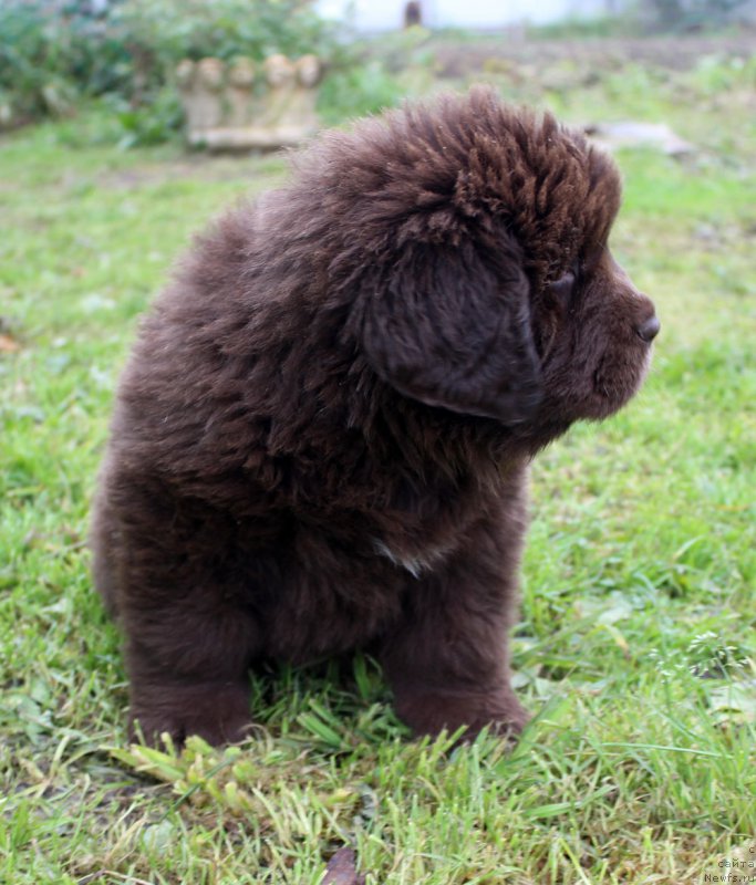 Фото: ньюфаундленд Браунблад МСК Армата Лойар Аид (Brownblood MSK Armata Loyar Aid)