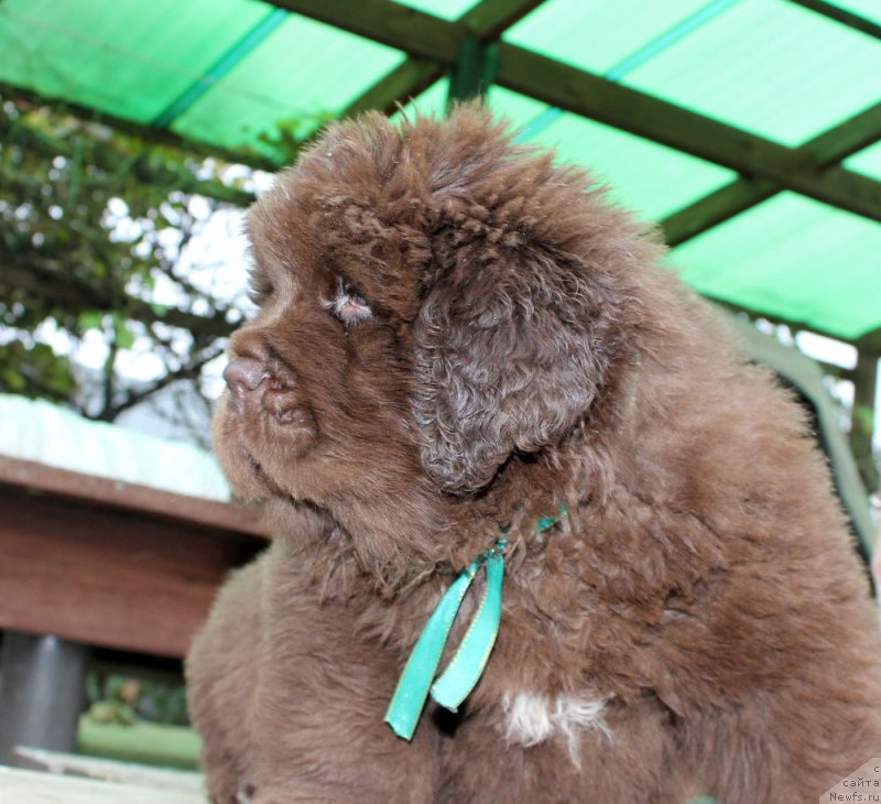 Фото: ньюфаундленд Браунблад МСК Аназер Лав Тендер Эбони (Brownblood MSK Another Love Tender Ebony)
