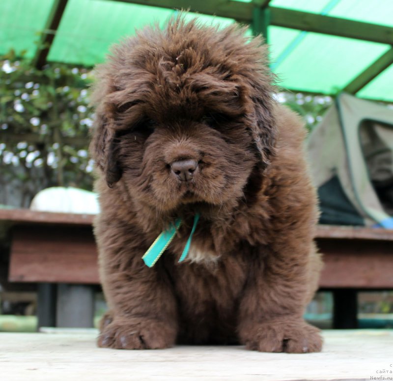 Фото: ньюфаундленд Браунблад МСК Аназер Лав Тендер Эбони (Brownblood MSK Another Love Tender Ebony)