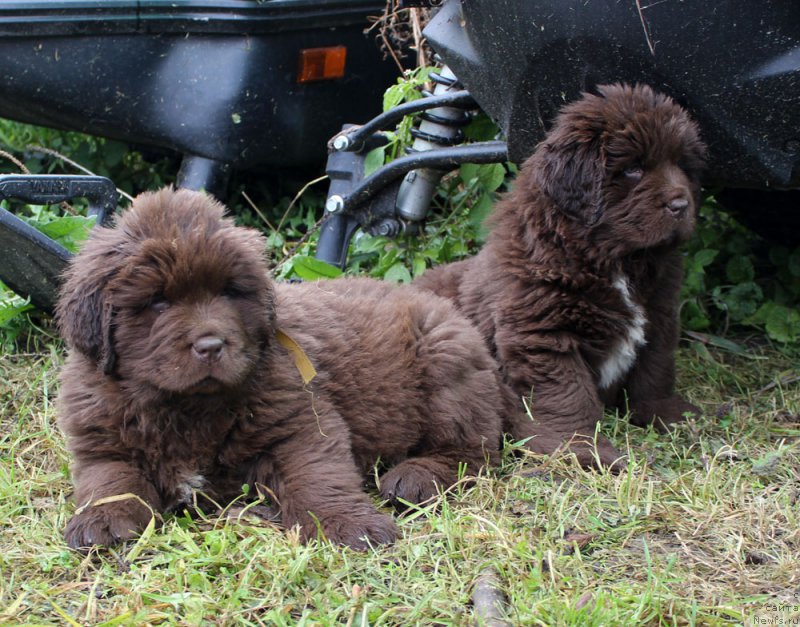 Фото: ньюфаундленд Браунблад МСК Альфа-Ромео Голд Бадди (Brownblood MSK Alfa-Romeo Gold Baddy), ньюфаундленд Браунблад МСК Ауди Рэд Лэсс (Brownblood MSK Audi Red Less)