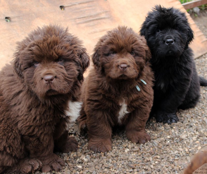 Фото: ньюфаундленд Браунблад МСК Абрамс-Стронг (Brownblood MSK Abrams-Strong), ньюфаундленд Браунблад МСК Альпина Гуардиан Соул (Brownblood MSK Alpina Guardian Soul), ньюфаундленд Браунблад МСК Амадей-Дефендер (Brownblood MSK Amadey-Defender)