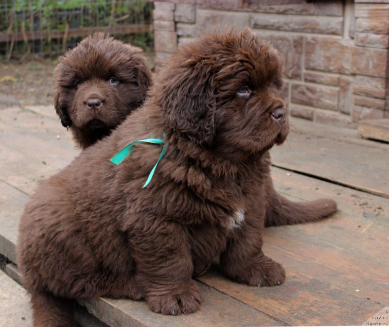 Фото: ньюфаундленд Браунблад МСК Аназер Лав Тендер Эбони (Brownblood MSK Another Love Tender Ebony), ньюфаундленд Браунблад МСК Ауди Рэд Лэсс (Brownblood MSK Audi Red Less)