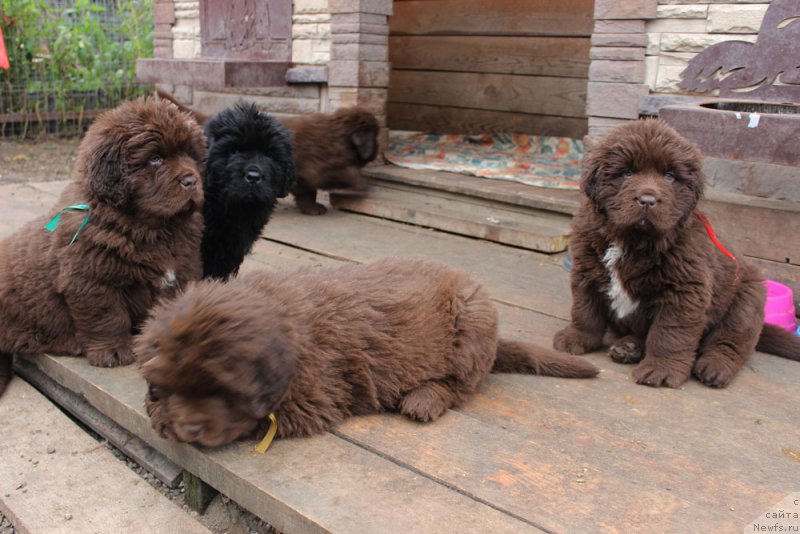 Фото: ньюфаундленд Браунблад МСК Аназер Лав Тендер Эбони (Brownblood MSK Another Love Tender Ebony), ньюфаундленд Браунблад МСК Амадей-Дефендер (Brownblood MSK Amadey-Defender), ньюфаундленд Браунблад МСК Альфа-Ромео Голд Бадди (Brownblood MSK Alfa-Romeo Gold Baddy), ньюфаундленд Браунблад МСК Ауди Рэд Лэсс (Brownblood MSK Audi Red Less)