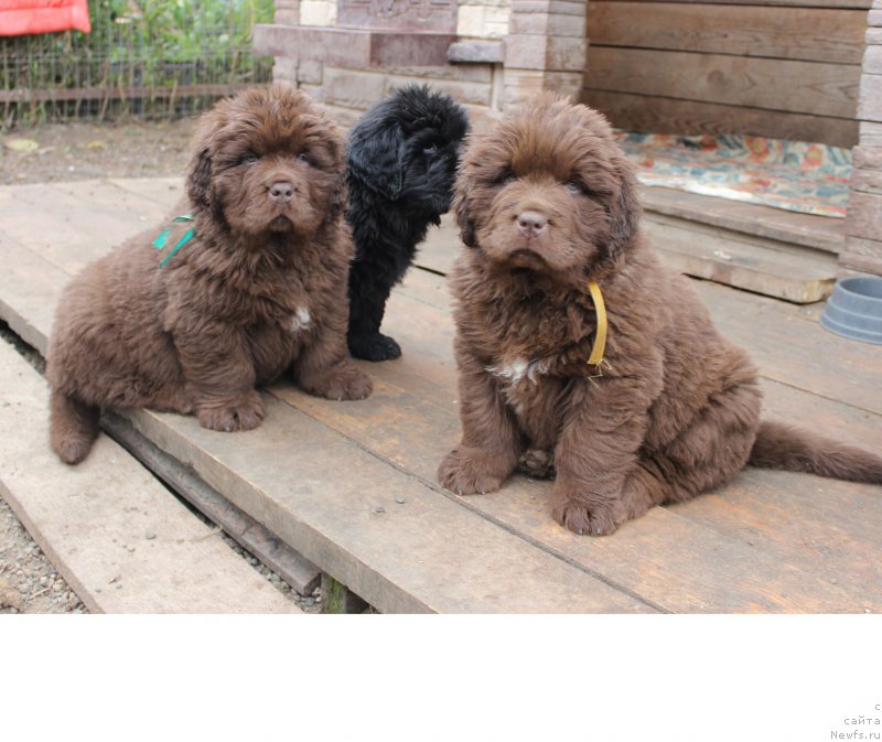 Фото: ньюфаундленд Браунблад МСК Аназер Лав Тендер Эбони (Brownblood MSK Another Love Tender Ebony), ньюфаундленд Браунблад МСК Амадей-Дефендер (Brownblood MSK Amadey-Defender), ньюфаундленд Браунблад МСК Альфа-Ромео Голд Бадди (Brownblood MSK Alfa-Romeo Gold Baddy)