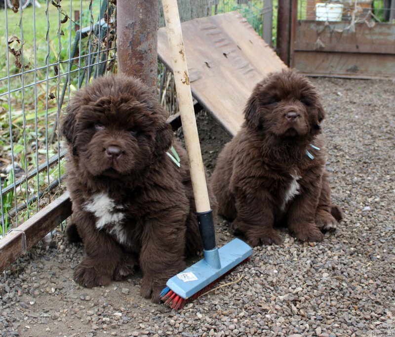 Фото: ньюфаундленд Браунблад МСК Абрамс-Стронг (Brownblood MSK Abrams-Strong), ньюфаундленд Браунблад МСК Альпина Гуардиан Соул (Brownblood MSK Alpina Guardian Soul)