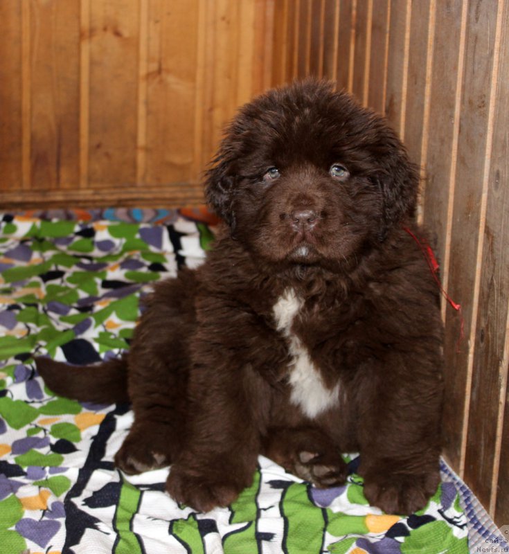 Фото: ньюфаундленд Браунблад МСК Ауди Рэд Лэсс (Brownblood MSK Audi Red Less)