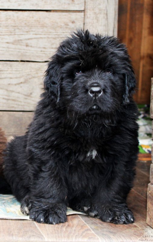 Фото: ньюфаундленд Браунблад МСК Амадей-Дефендер (Brownblood MSK Amadey-Defender)
