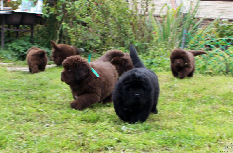 Фото: ньюфаундленд Браунблад МСК Амадей-Дефендер (Brownblood MSK Amadey-Defender), ньюфаундленд Браунблад МСК Аназер Лав Тендер Эбони (Brownblood MSK Another Love Tender Ebony)