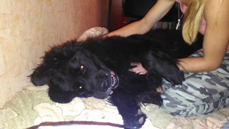 Фотография № 215716