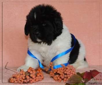 Фото: ньюфаундленд Степная Пальмира Единственный Мой