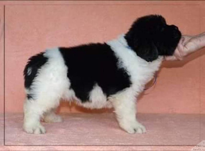 Фото: ньюфаундленд Степная Пальмира Единственный Мой