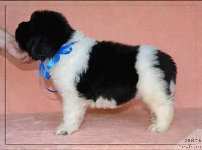 Фото: ньюфаундленд Степная Пальмира Единственный Мой