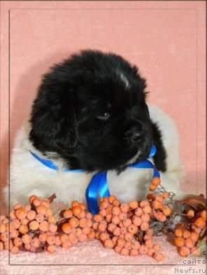 Фото: ньюфаундленд Степная Пальмира Единственный Мой