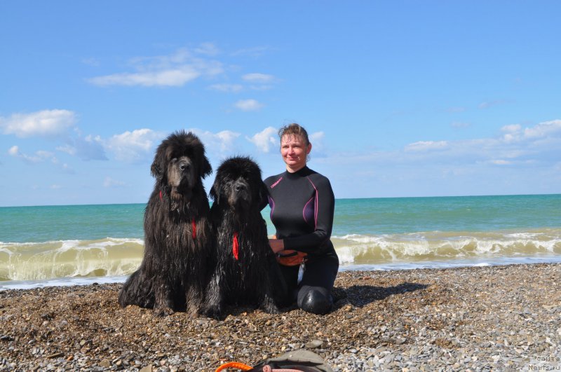 Фото: ньюфаундленд Дюрбахлер Клаб Альфаретта Виньетта, ньюфаундленд Мелти Вейв Марин Тифея (Melty Wave Marine Tifeya), Анна Петрушкина