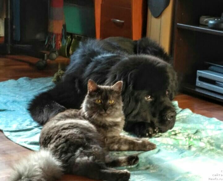 Фото: ньюфаундленд Черный Чанк с Берега Дона (Chernyj Chank s Berega Dona)