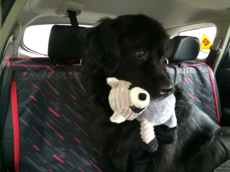 Фото: ньюфаундленд Бонни Флайт