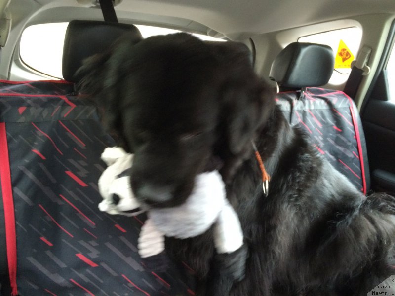 Фото: ньюфаундленд Бонни Флайт