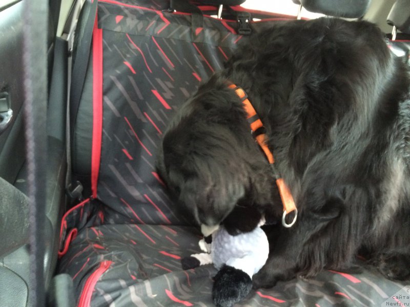 Фото: ньюфаундленд Бонни Флайт