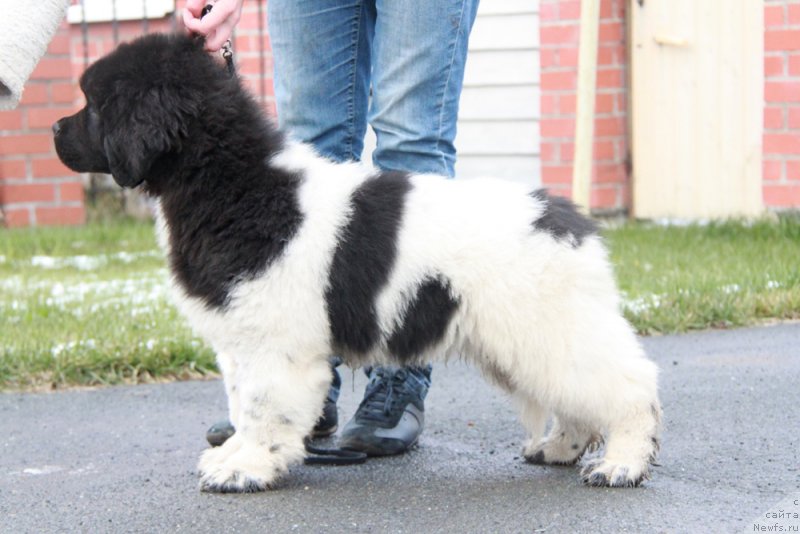 Фото: ньюфаундленд Аквиан Сонг Сильвер Стоун