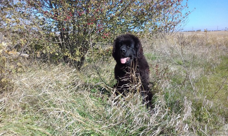 Фотография № 215742