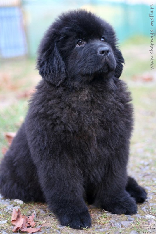 Фотография № 215747