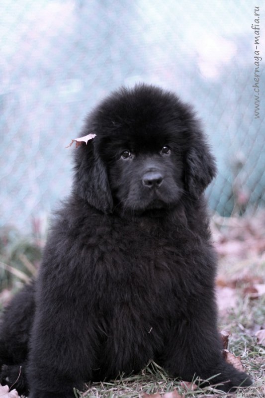 Фото: ньюфаундленд Черная Мафия Бекаусе И Ам Вортх Ит (Chernaya Mafia Because I Am Worth It)