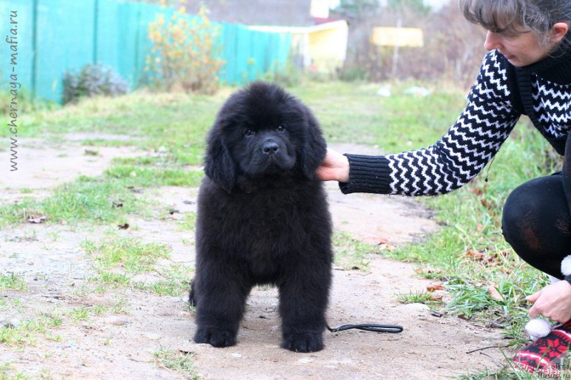 Фотография № 215749