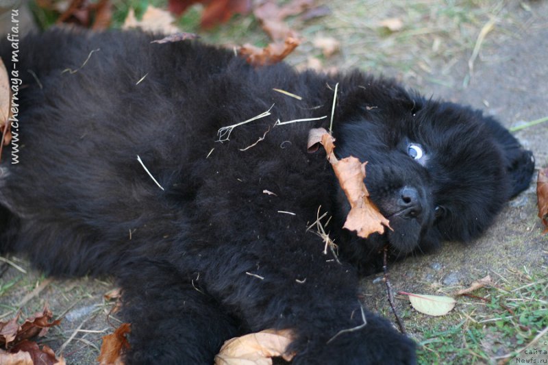 Фотография № 215752