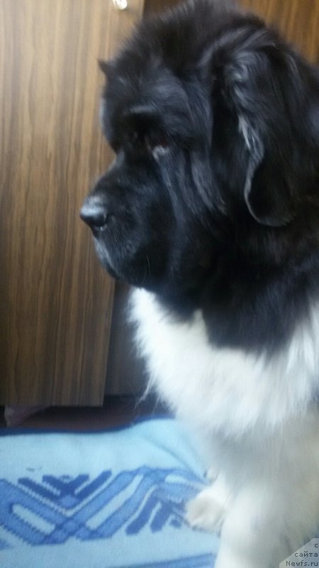 Фотография № 215753