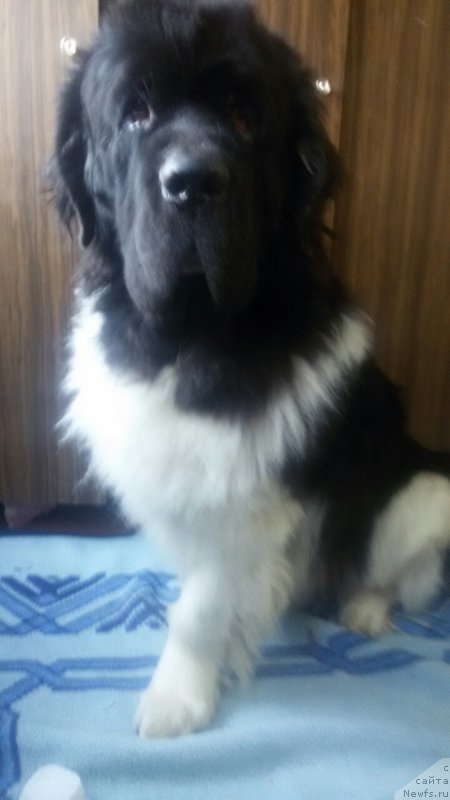 Фотография № 215754