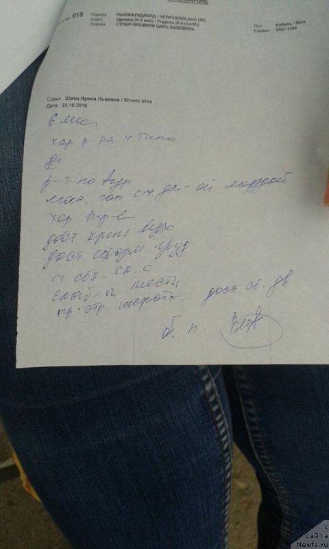 Фото: ньюфаундленд Супер Премиум Царь Баловень