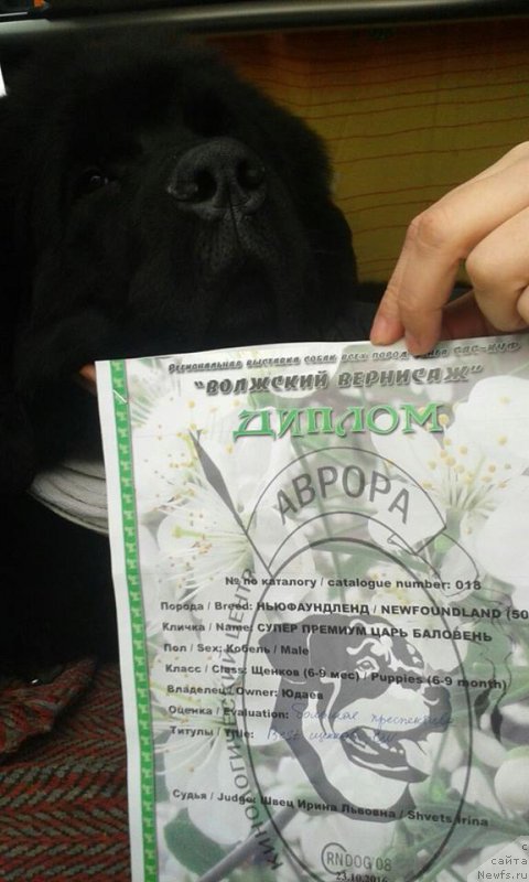 Фото: ньюфаундленд Супер Премиум Царь Баловень