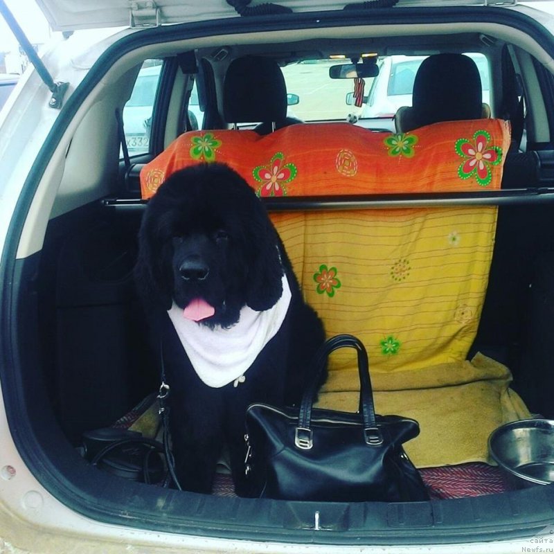 Фото: ньюфаундленд Супер Премиум Царь Баловень