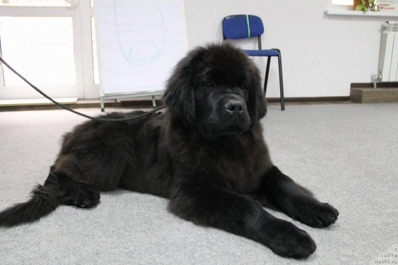 Фотография № 215758