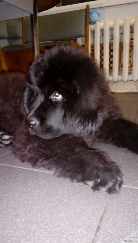 Фотография № 215759