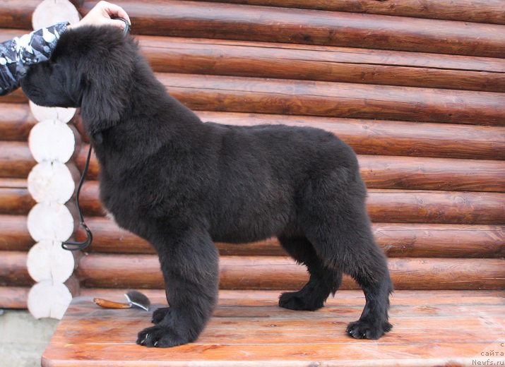 Фотография № 215765