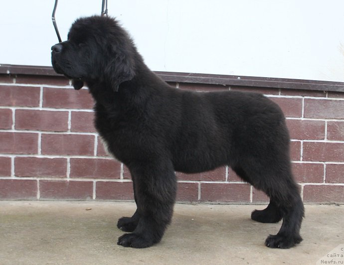 Фотография № 215766