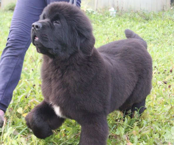 Фотография № 215767