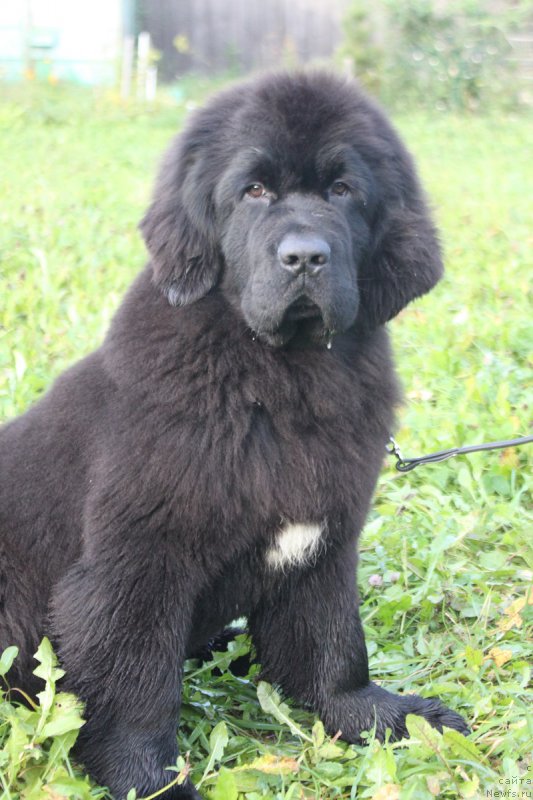 Фотография № 215768