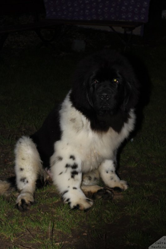 Фотография № 215769