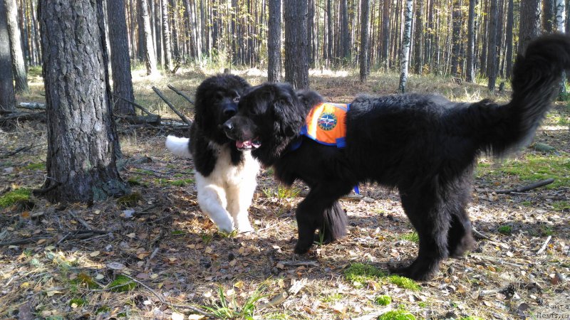 Фотография № 215783