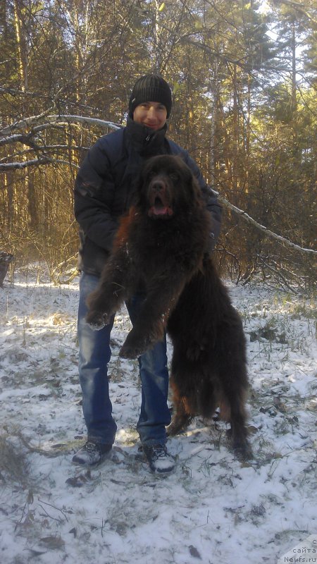 Фото: ньюфаундленд Браунблад МСК Сайлас Соул Дрим