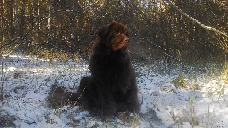 Фото: ньюфаундленд Браунблад МСК Сайлас Соул Дрим