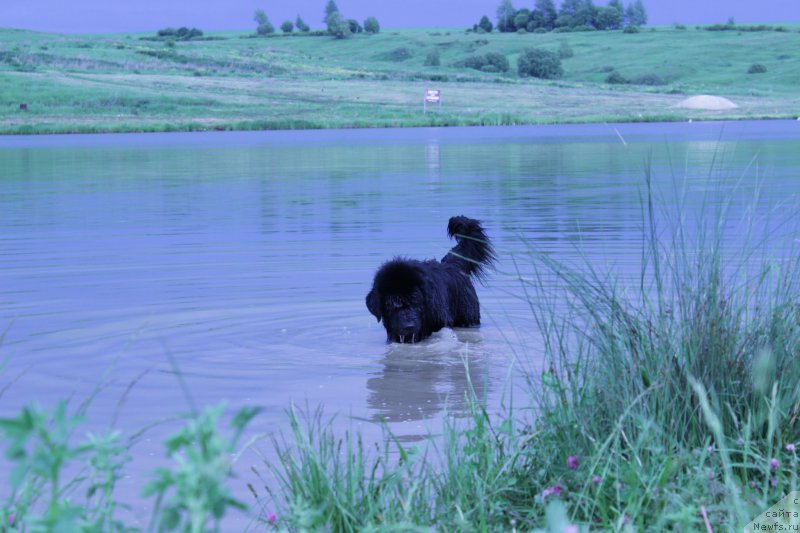 Фото: ньюфаундленд Вакула Олимпийский Мишка