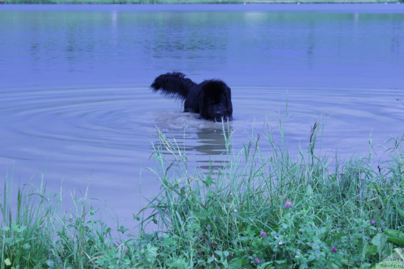 Фото: ньюфаундленд Вакула Олимпийский Мишка