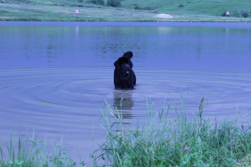 Фото: ньюфаундленд Вакула Олимпийский Мишка
